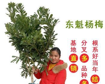 杨梅树种植的最佳时间（选择时机关键，助力增产）