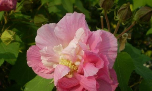 芙蓉花的养殖技巧（选土、施肥、浇水一不少，芙蓉你要好好养！）