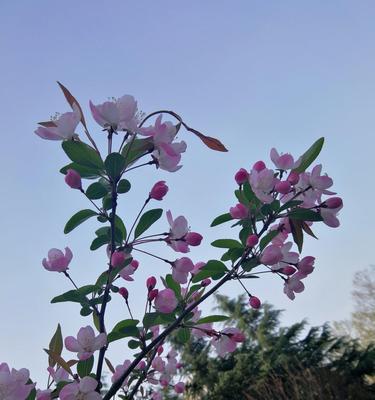 二月花开，揭秘早春美丽花海（迎接春天的第一缕芳香，了解二月花卉品种及养护技巧）