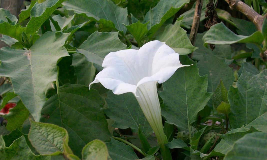 曼陀罗花的花语及代表意义（探秘曼陀罗花的神秘语言，传递深邃情感与美好寓意）