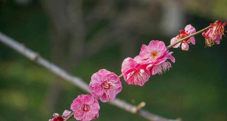 梅花之美（探寻梅花的象征意义）