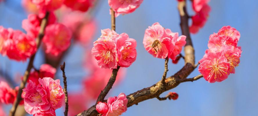 梅花之美（探寻梅花的象征意义）