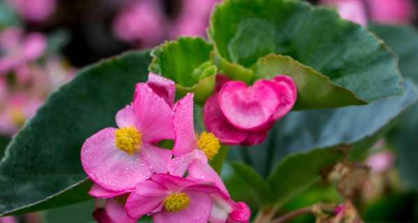 四季常青的花儿（探寻能一年四季开花的花卉世界）