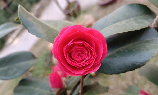 茶花花后管理全攻略（打造精致庭院，从这里开始）