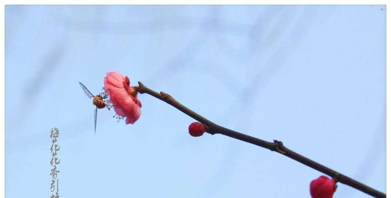 梅花花语的深意（寂寞坚强的“梅”在枝头）