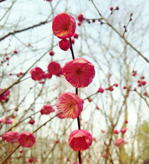 梅花花语的深意（寂寞坚强的“梅”在枝头）