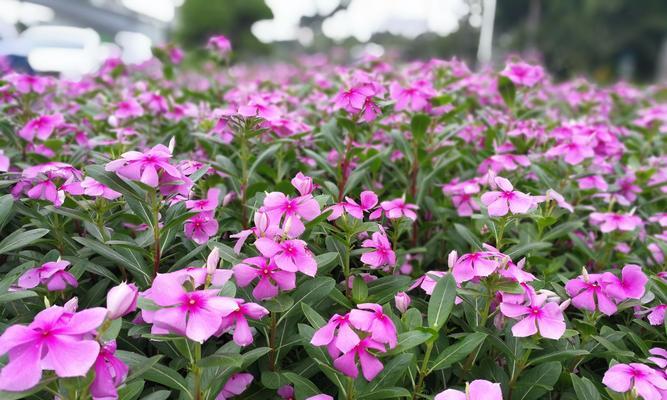 长春花的养殖技巧（掌握这些方法，让你的长春花美丽绽放）