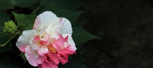 木芙蓉传说与花语的奇妙世界（花开心香，寄情天地，木芙蓉的传说与花语之谜）