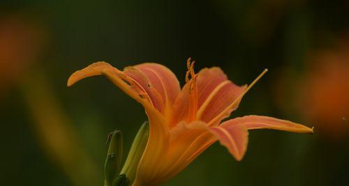 探秘忘忧草，一种疗愈心灵的神奇植物（观察忘忧草的形态特征及其药用功效）