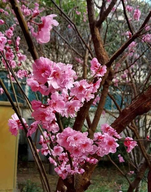 美人梅开花时间（探秘美人梅的花期及开花规律）