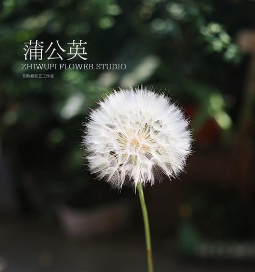 蒲公英花语与象征意义解析（探索蒲公英的花语及其寓意）