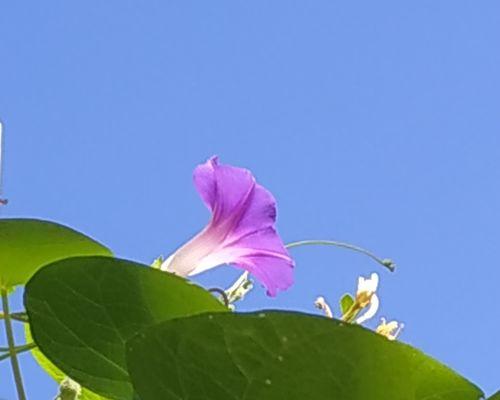 解读牵牛花的花语与寓意（探索牵牛花的内涵与象征）