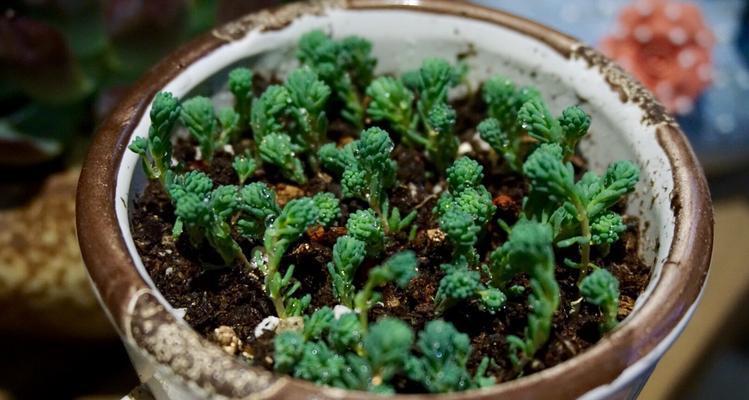 薄雪万年草冬季养护指南（寒冬也能让万年草茁壮成长）