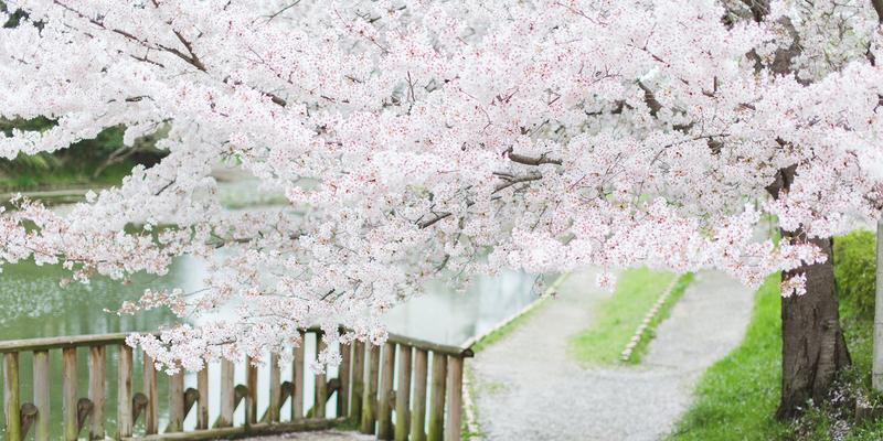 樱花盛开，寄托美好（日本樱花的象征意义及文化底蕴）