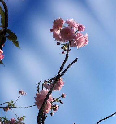 山樱花与西洋樱花的花语对比（山樱花的纯真和西洋樱花的浪漫）