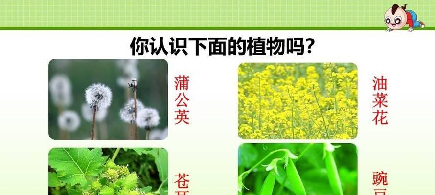 植物传播种子的方法（探究植物的繁殖方式及其演化历程）