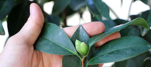 茶花叶子黄不结花苞的原因（茶花生长过程中的常见问题及解决方法）