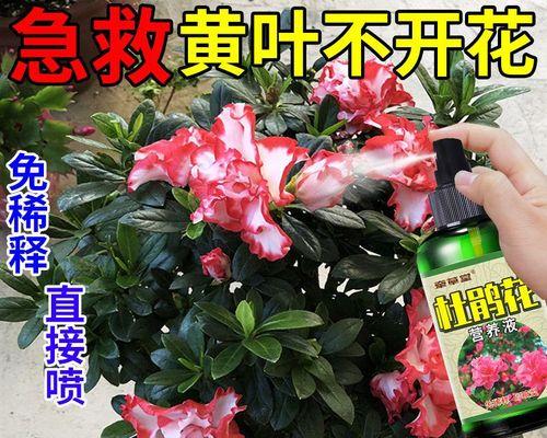 杜鹃花肥料施用全解（如何选择合适的杜鹃花肥料）