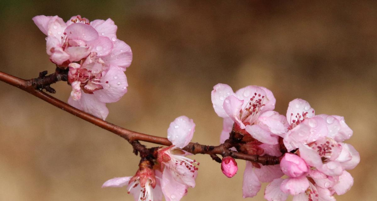 桃花的花语与象征意义（探索桃花的神秘力量与象征意义）