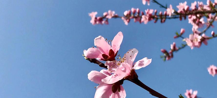 桃花的花语与象征意义（探索桃花的神秘力量与象征意义）