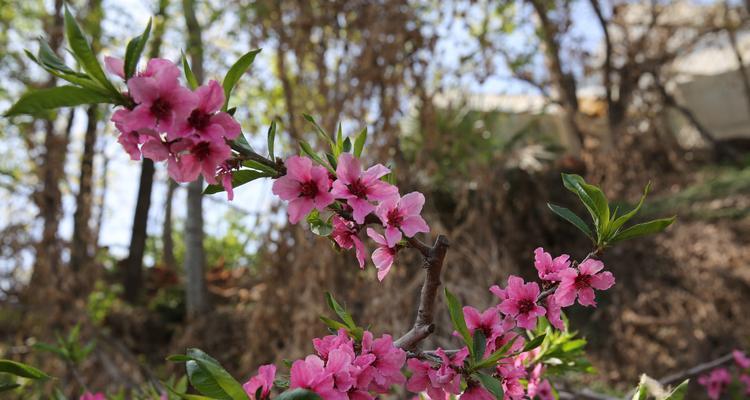 桃花的寓意和象征在古代代表的意义（桃花）