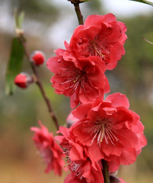 桃花的寓意和象征在古代代表的意义（桃花）