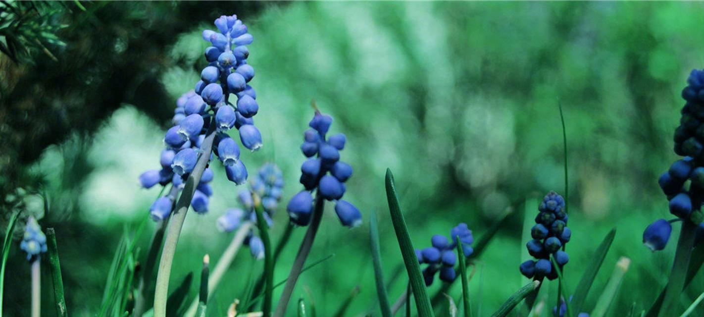 缘定花开——代表友谊的花卉植物（以花之语传递深情，用友谊之枝连系心灵）