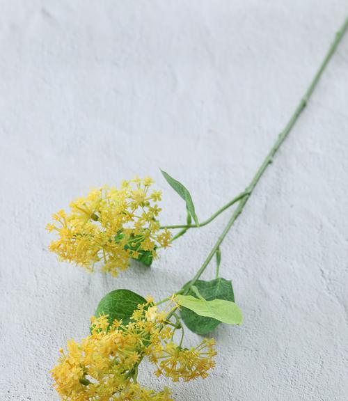 以夕雾花的花语之美（一朵开在黄昏时的花朵，带来的是温柔与祝福）