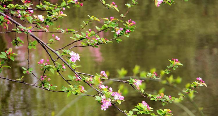 以西府海棠的花语及其寓意解读（探寻西府海棠的美丽花语，解读其背后的意义）