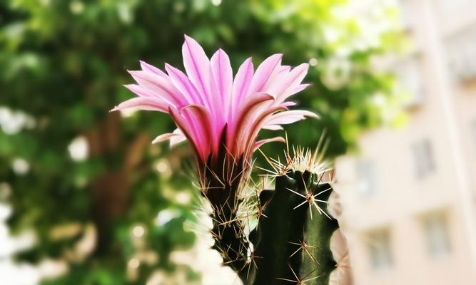 仙人掌开花的寓意（探寻仙人掌开花的奥秘，感悟生命的真谛）