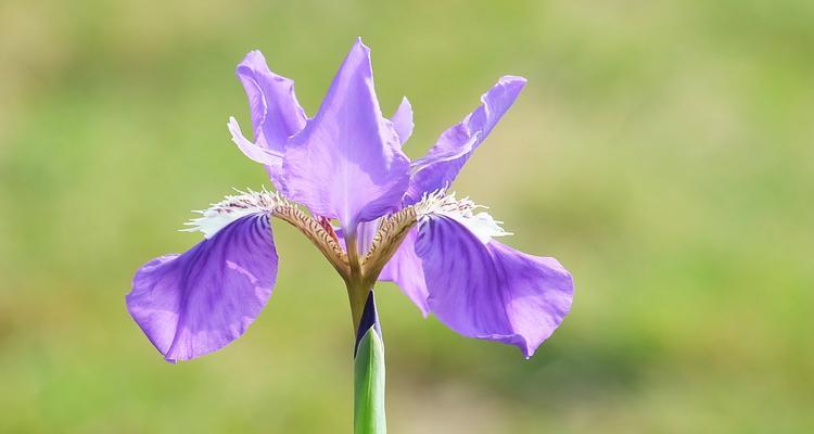 花中的光明与黑暗（春花秋菊，隐喻光明与黑暗的交织之美）