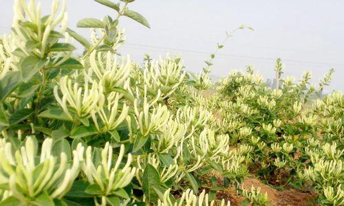 金银花种植全攻略（了解金银花特点，轻松种出美丽花园）