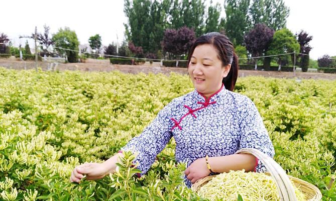 金银花种植全攻略（了解金银花特点，轻松种出美丽花园）