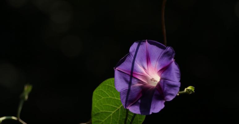 牵牛花——迷人的藤本植物（探寻牵牛花的神奇之处，品味花朵的美丽）