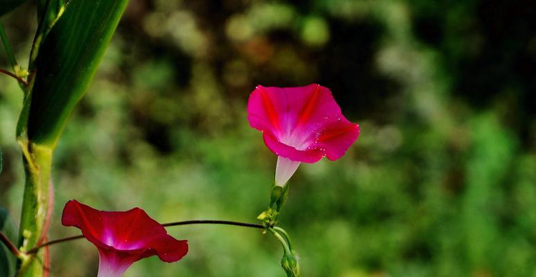 牵牛花——迷人的藤本植物（探寻牵牛花的神奇之处，品味花朵的美丽）