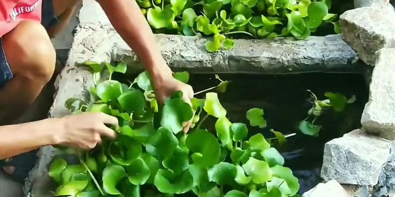 水质改善的“绿色工程”——水生植物（发挥“植物净化”功效，让水质更清洁）