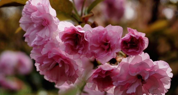 樱花花语的象征寓意与传承（探寻樱花的深意与文化内涵）