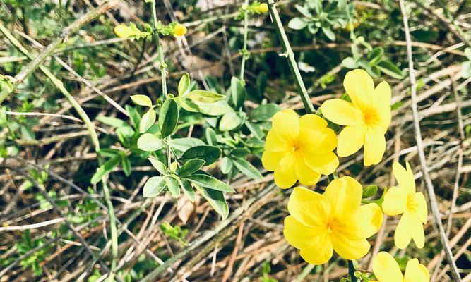 迎春花的花语（春天的使者——迎春花）