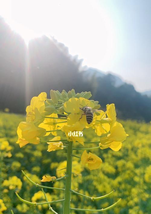 油菜花（盛开在大地上的金黄海洋）