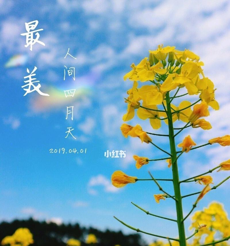 油菜花（盛开在大地上的金黄海洋）