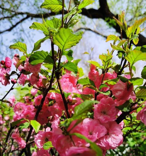 榆叶梅花语之美——寓意和传承（榆叶梅花语的深刻内涵和历史意义）