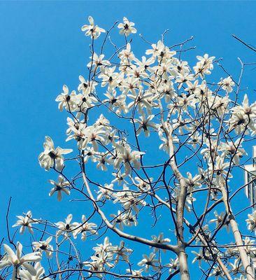 玉兰花的寓意与象征——幸福与永恒（白玉兰花的美丽与纯洁）