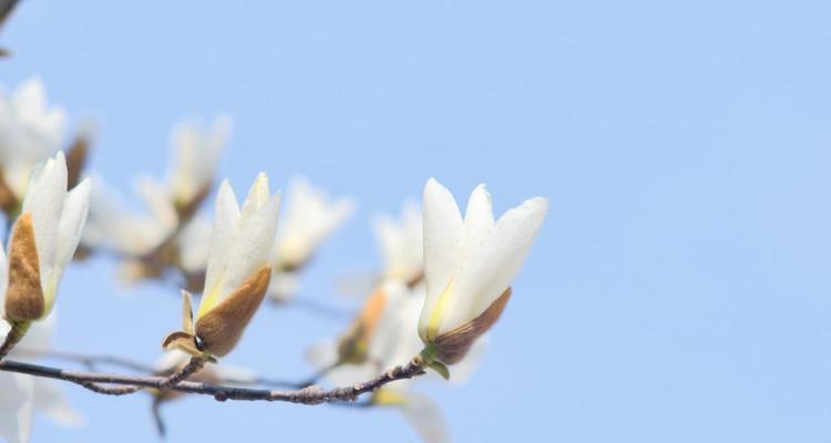 玉兰花之美——探寻花语的奥秘（深入解读玉兰花花语，揭示其丰富的象征意义与传承的文化内涵）