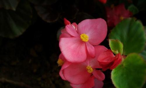 海棠花的美丽风采（观察海棠花的形态、颜色和花期）