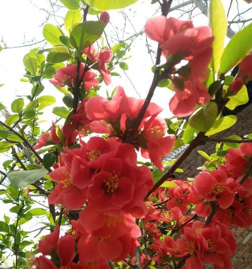 海棠花的美丽风采（观察海棠花的形态、颜色和花期）