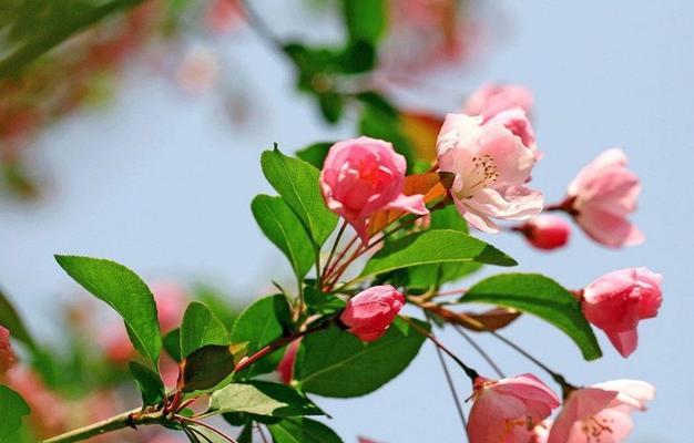 海棠花的美丽风采（观察海棠花的形态、颜色和花期）