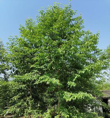 乐昌含笑耐寒的“冬日胜景”（探寻乐昌在冬季的独特魅力）