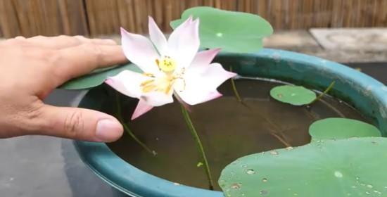 如何养护睡莲花（睡莲花的种植与养护）