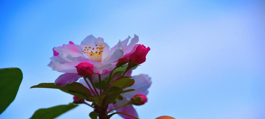 海棠花开花季节及生长习性探析（了解海棠花的开花时间，打造美丽庭院）