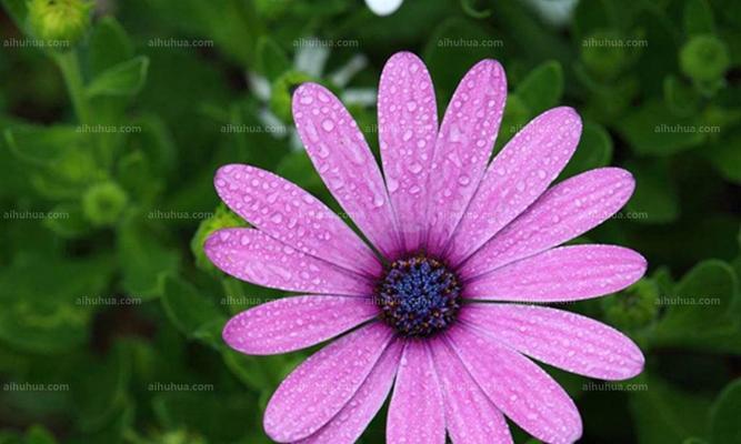 以蓝目菊花语的深刻寓意（探索蓝目菊花语的内涵与象征）